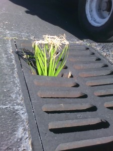 090121_sjvcs-worklist-palm-tree-in-sewer