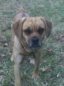 090127_dog-sunshine-pug-beagle-21